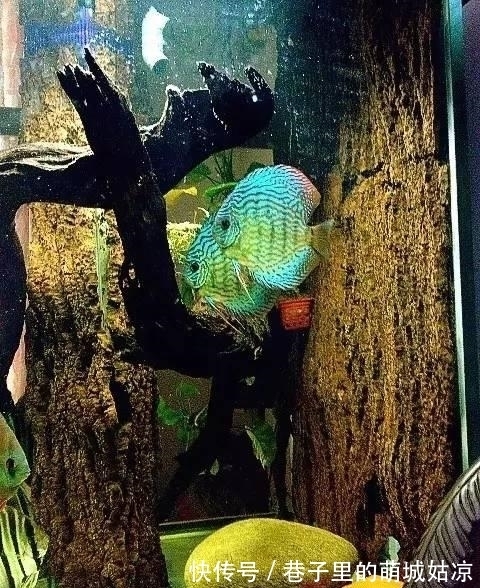 王昱珩|被《人民日报》表扬,1000万姑娘都想嫁,他将家变成热带雨林