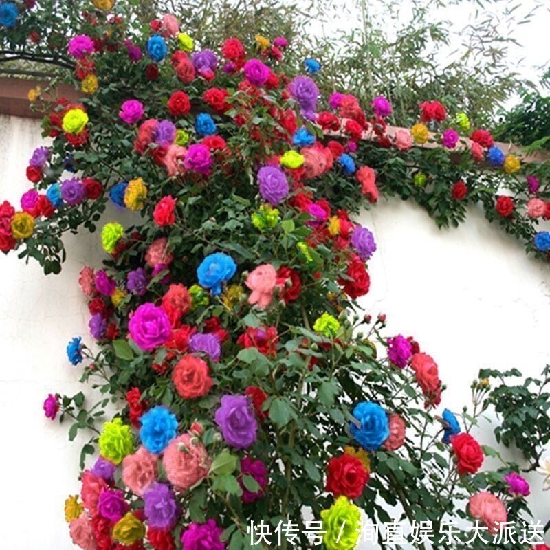 爬藤|如果你的院子够大,趁早种上这爬藤花苗,来年庭院开成一片花海