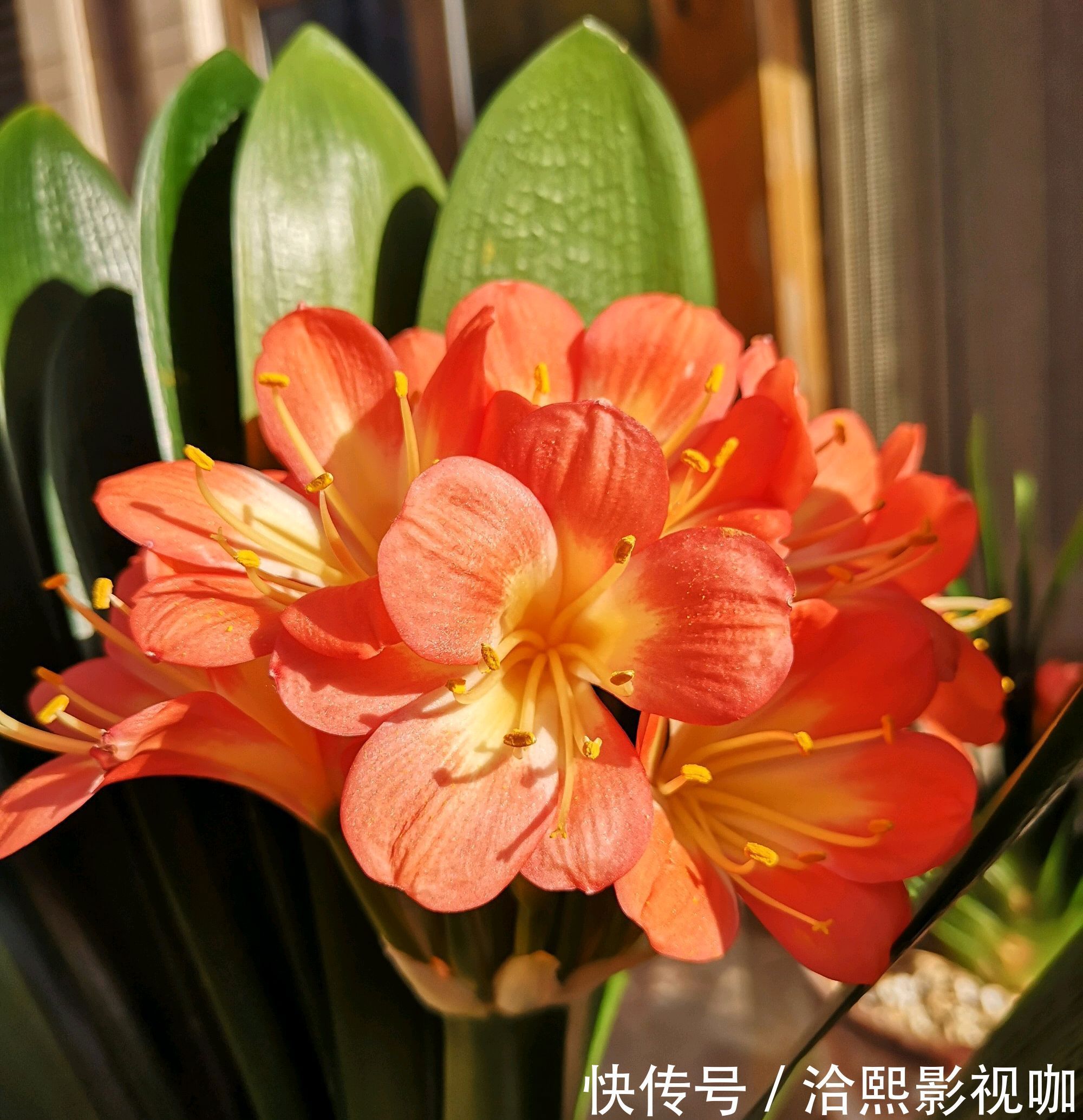 营养|君子兰谢花后,花箭修剪两绝招,营养回流复花率倍增,一直剪错了