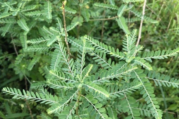 叶子|白天开晚上合,叶子下面长珍珠,殊不知是治疗肝炎的“特效药”