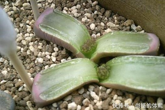 把生石花折腾成这样,看了都心疼,花友说是挽救生石花!