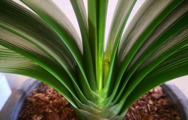 家家|养花土板结“戳不动”,“2种水”家家都有,七天浇1次,疏松肥沃