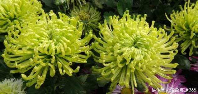 养花养个菊中精品,“绿安娜”,似绿水秋波,优雅美丽