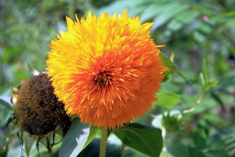 此新型观赏花卉，养护简单，花朵奇特，观赏价值高，盆栽养花选它