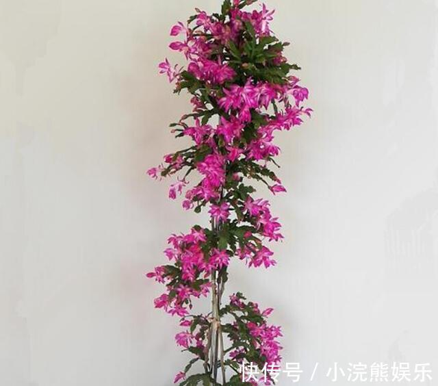漂亮|嫁接蟹爪兰长成大树太漂亮，手把手教给你，新手也养得好