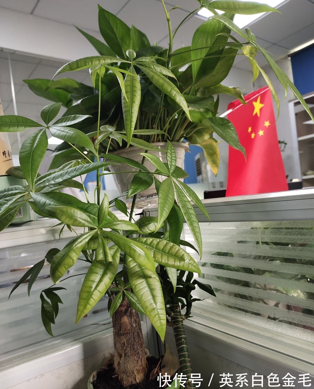 3种花就得用小盆“挤着养”,盆小水少,反而长得旺盛