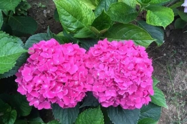 扦插|9种花不用花钱买,掐根枝条插土里,2周即可生根,好养易成活