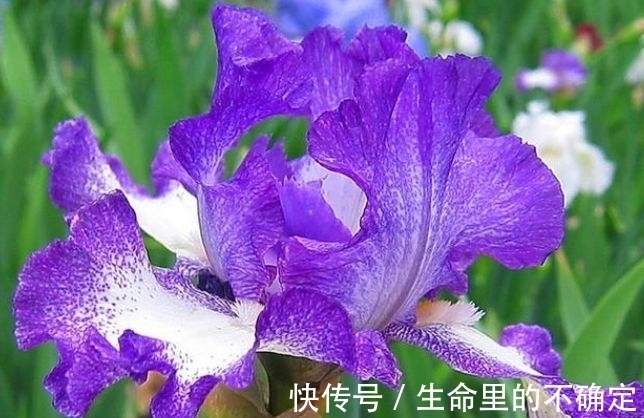 四季海棠|这几款花养在家，花期长易打理，365天开花不断，随便一养就爆盆