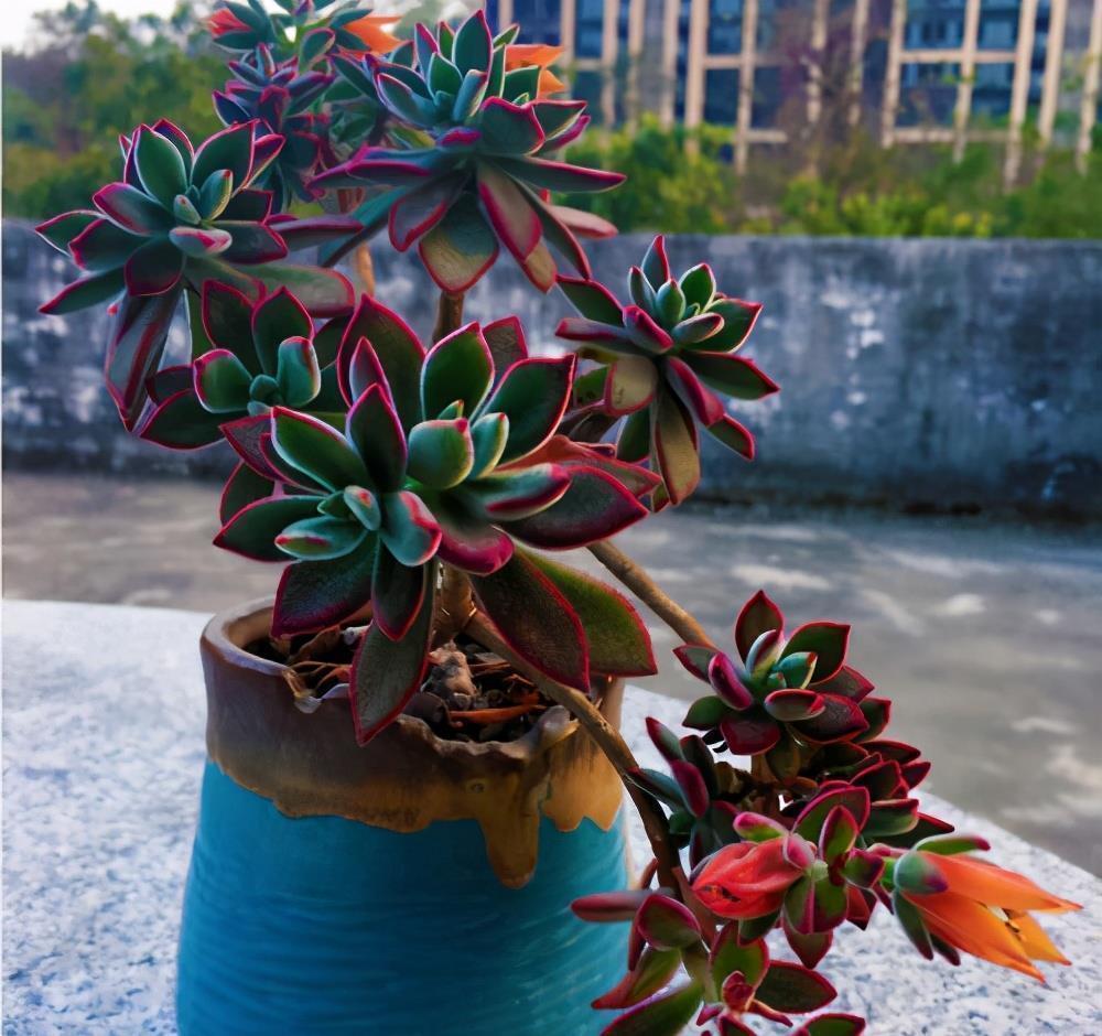 养好多肉锦晃星的2个“技巧”,顺利度夏,叶片肥厚,长成老桩