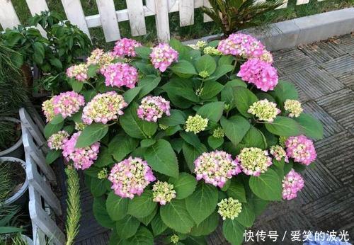 光照|绣球花开败后，牢记三个养护技巧，长新芽还能再开一茬花