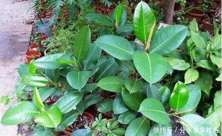 养花盆里加点“它”，橡皮树的小芽、新叶“层出不穷”，长势喜人！