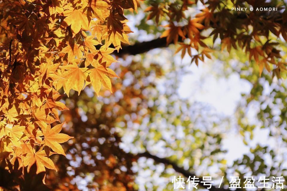 青森|日本青森夏日祭--神秘而热闹的睡魔祭