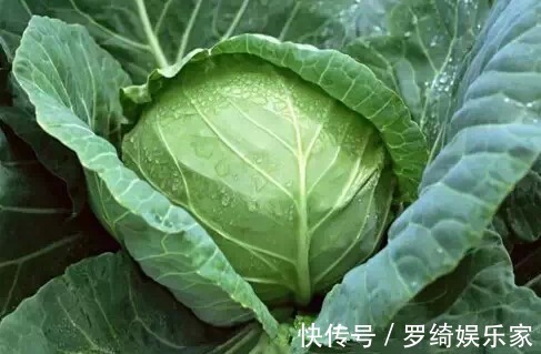 抗衰老|包菜抗衰老、强身壮骨,如何收获高产的包菜,农民种植只需五点