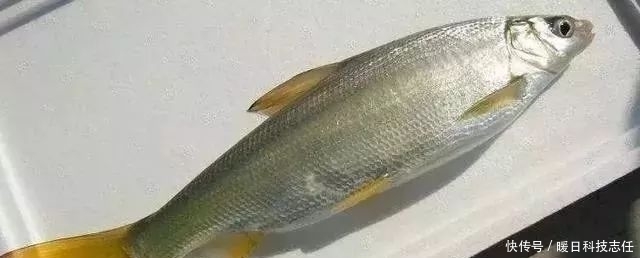 钓黄尾总锚鱼怎么破?调整这3项减少锚鱼率!