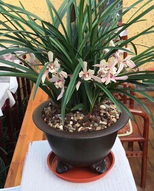 兰花|春天兰花有3“喜”，趁早掌握，长笋芽绽放层叠群兰！