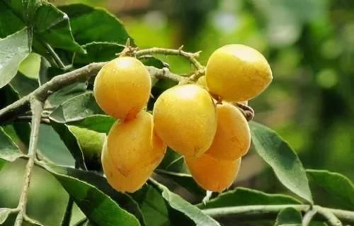 泡水|它是“果中之宝”,咳嗽老不好,用此物泡水,化痰止咳,预防感冒