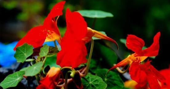 种子发芽温度|养花却不知道什么时候播种,看了此个就知道了