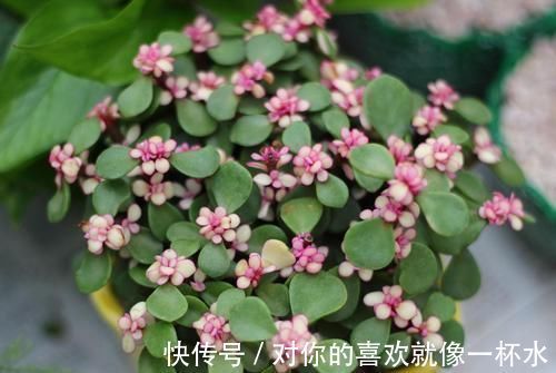 花盆|这种小东西，可是养花宝贝，盆底垫一些，不黄叶，根壮开花多！