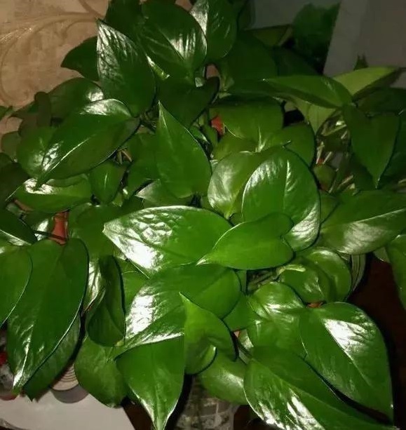 出门捡点养花“大补肥”,一分钱不花,绿萝君子兰长得“绿油油”