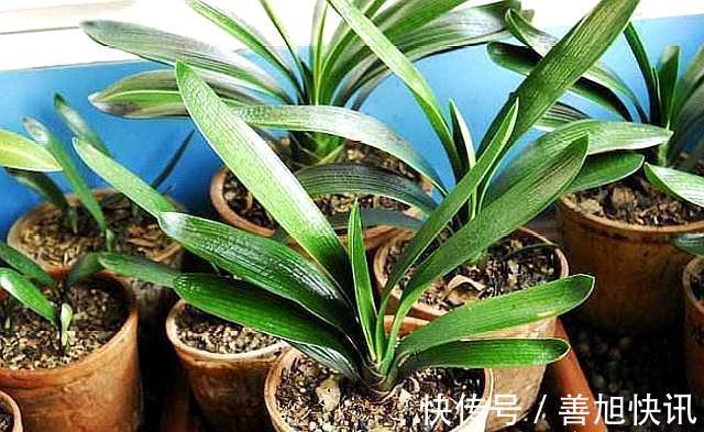 高手”用“黄土”养君子兰，一棵君子兰，不断生小芽，变成几十盆