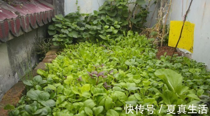 种菜|别人养花,她却种一楼顶菜,多得吃不完都送邻居了