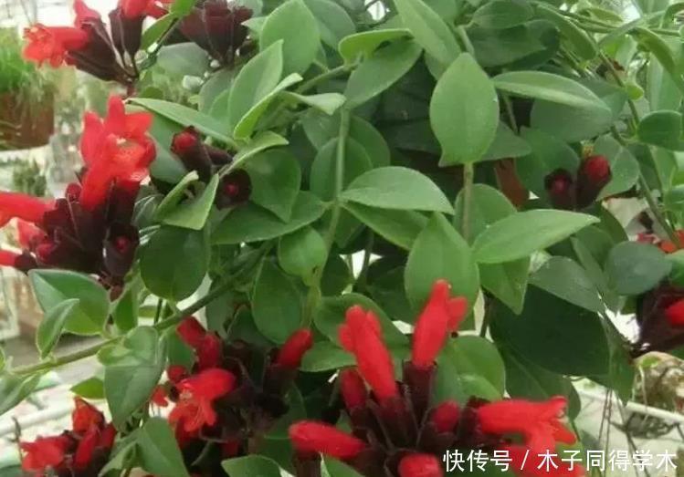 吊兰|4种花养家里，沾土就活，开花又大又艳，比牡丹美