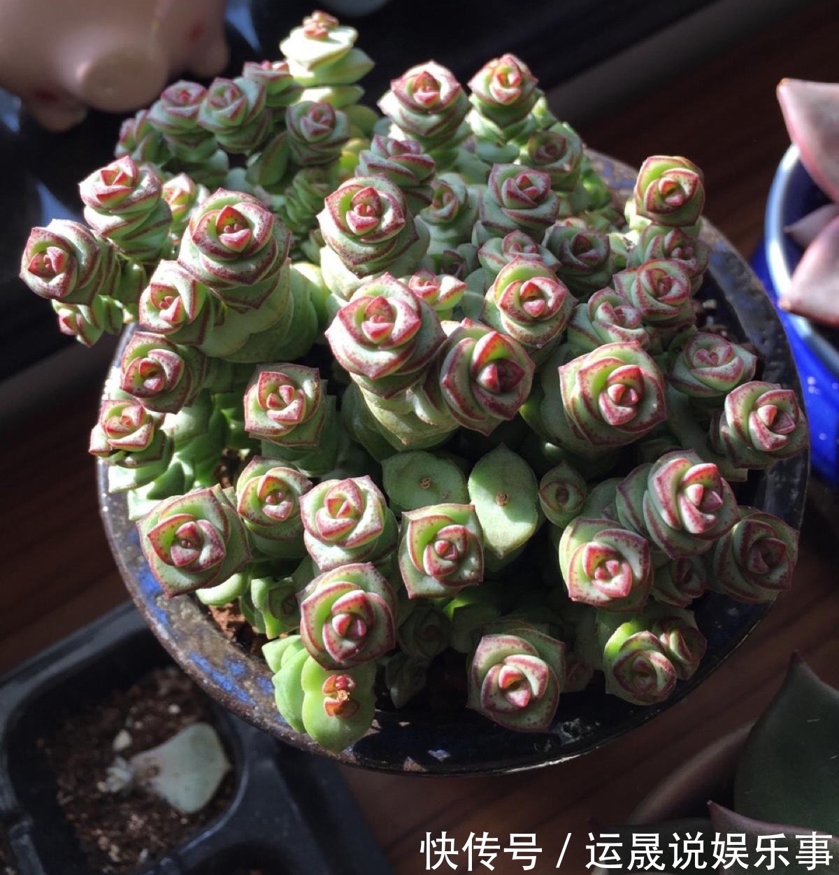 5种“有钱花”,满盆“铜钱叶”,越养钱越多,有钱人家都爱养它