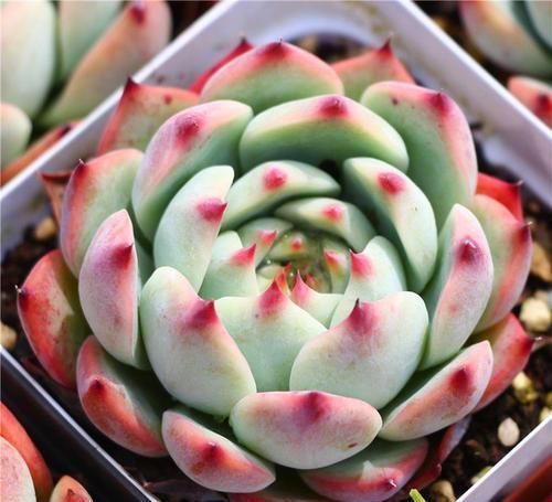 封闭小阳台,也能养多肉,摆上这几种,上色快易爆盆