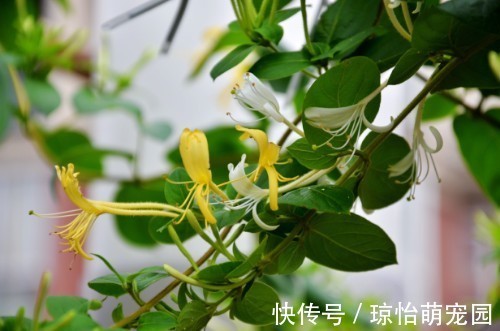 它忍住寒冬,迎来至善至美的大境界,一个“忍”字教我磨难人生!