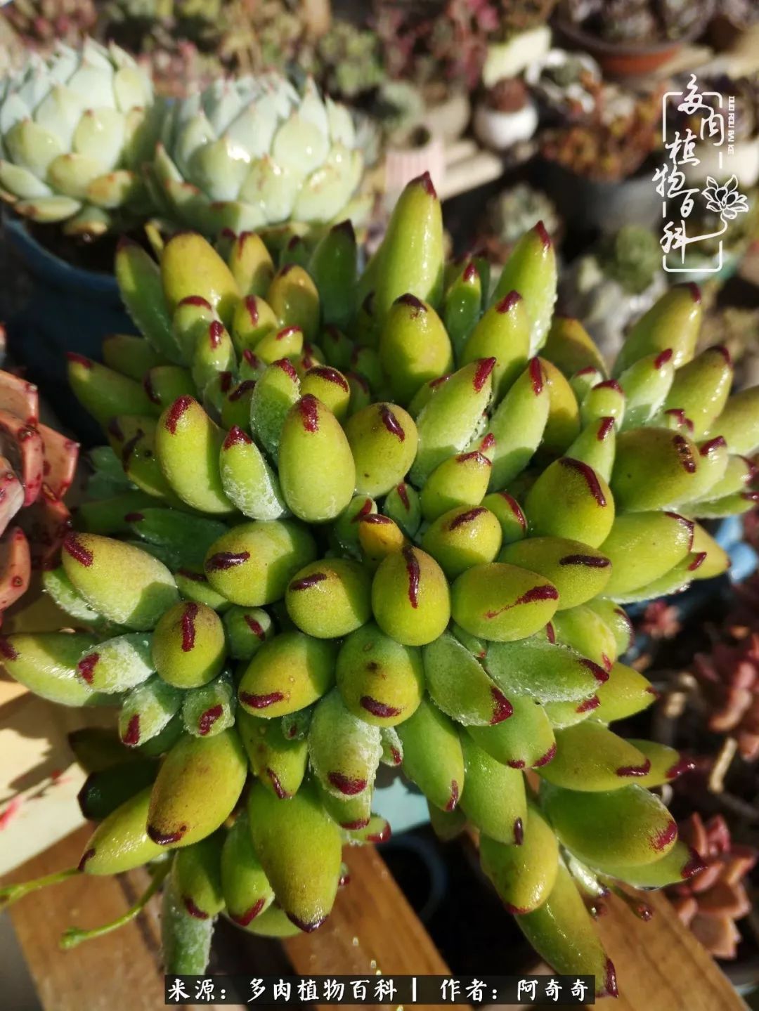 静心养多肉,只是为了在成人的世界里随波不逐流!