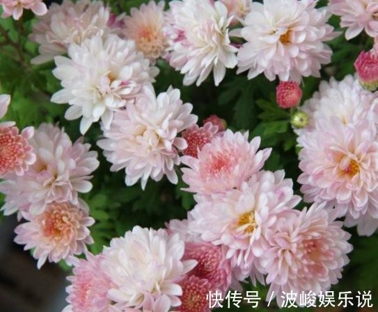 叶子|国外超流行的盆栽花卉，叶子硕大翠绿，花型美丽，花期达九个月