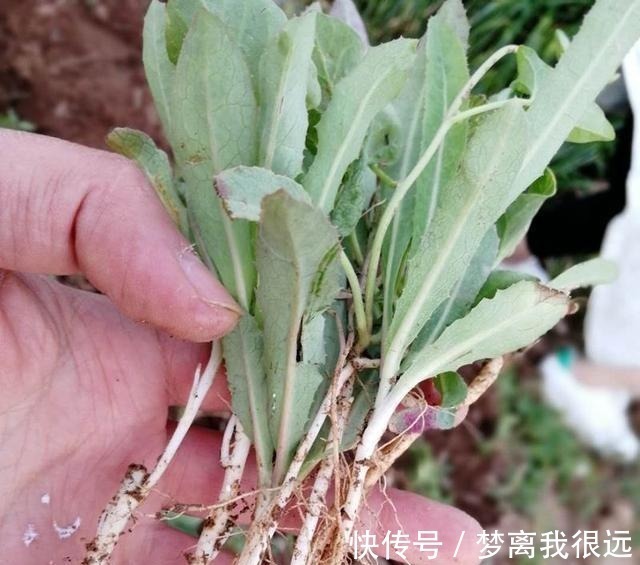 野菜|农村这种“野菜”,切记不要“连根拔”,只摘叶子吃就好