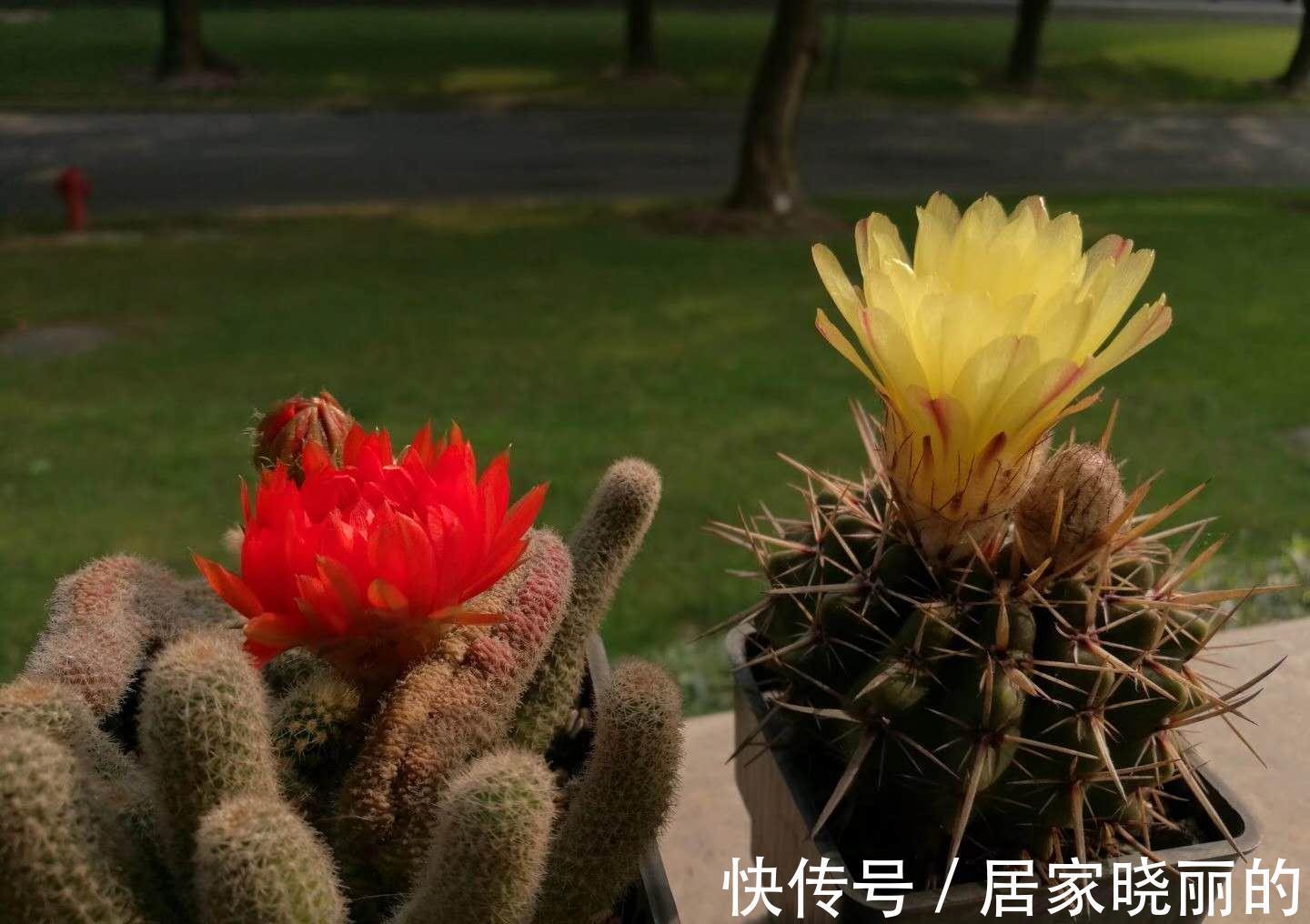 仙人球|适合养在办公室的植物，不仅容易打理，而且赏心悦目，上班族标配