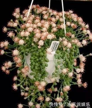 7种多肉,一养就爆盆,长长垂下来,变成“肉瀑布”,美煞人
