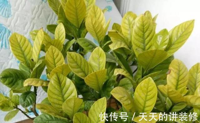 根结线虫病|养栀子花的日常,原以为是“夏日王者”,没想到却是个“娇娇女”