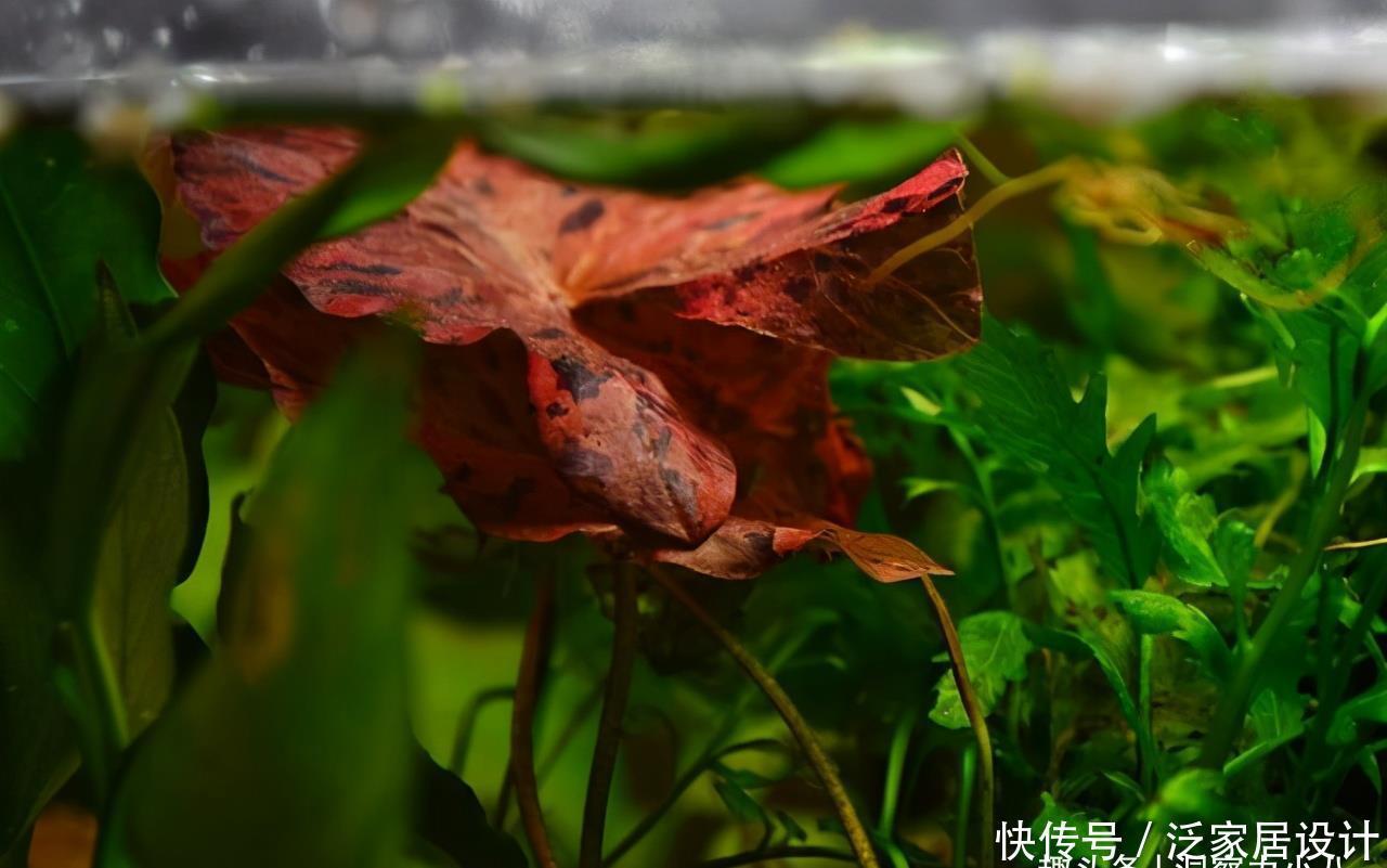 鱼缸有白色灰尘漂浮物 鱼缸有白色灰尘漂浮物
