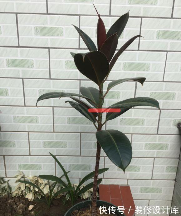 花友|7种花,现在要砍头,冲天炮变成爆炸头