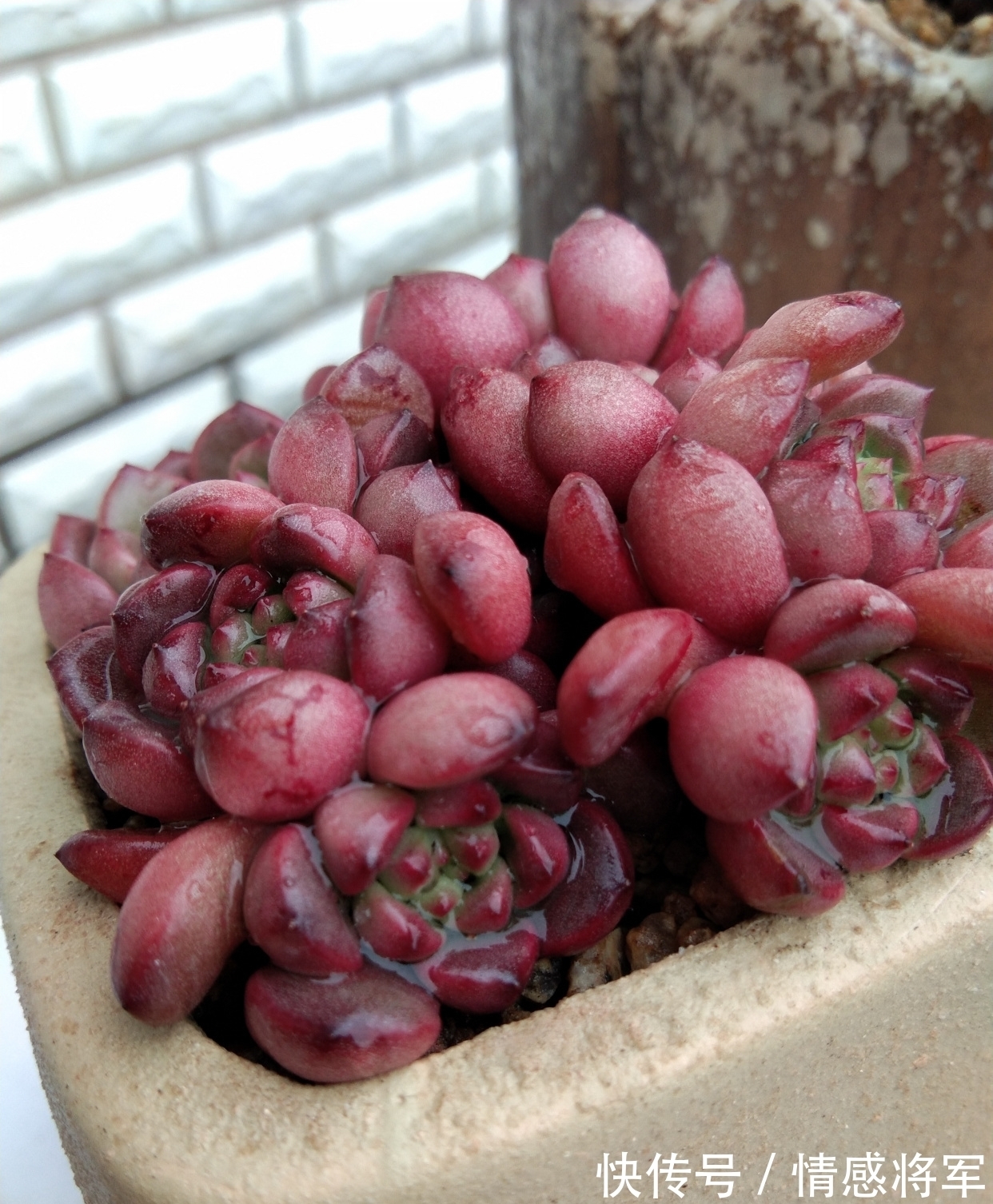 叶片|多肉红宝石,秀妍,沙罗姬牡丹,蜡牡丹等如何快速出状态