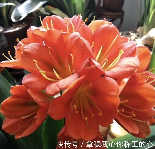 君子兰“度夏”很关键,记住“1要、2不要”,十月睡醒就疯长!