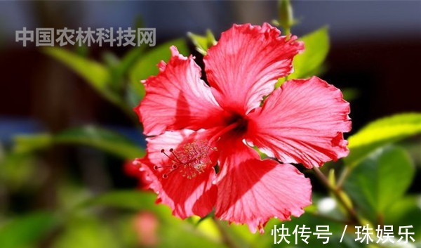 养护|高颜值的扶桑花，这样养护花朵更艳，花期更长久