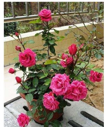 以下“神仙水”给月季喝一点,叶子绿油油、花苞挂满枝!