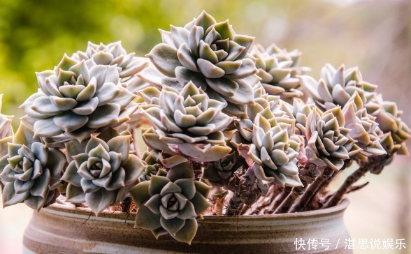 爆盆|此几款多肉植物,随便养养就爆盆,繁殖能力特强,呆萌可爱又好养