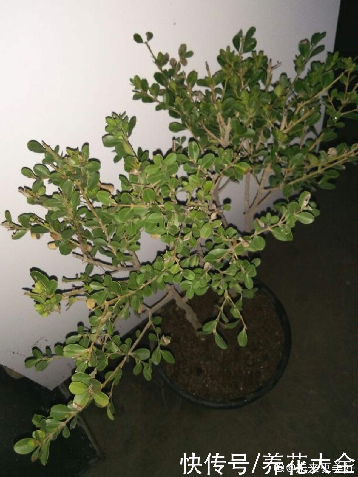 1种“天然矮”的植物，无需矮化，打造天然的瓜子黄杨盆景