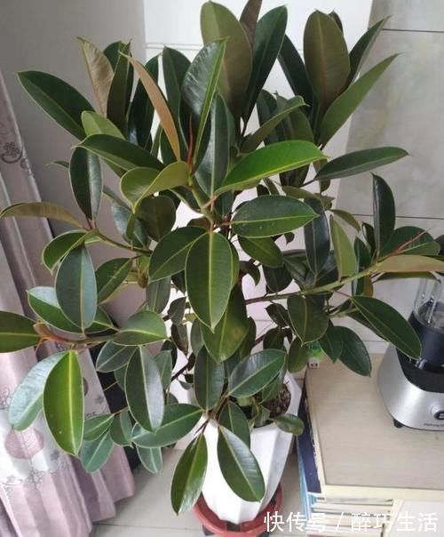 花草|坚持好习惯,做人能成功,养花则能嗖嗖开个不停,一茬接着一茬