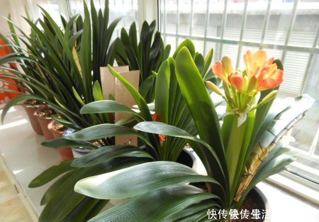 听老花匠说:用3种肥料养花,养啥旺啥,关键不要嫌脏