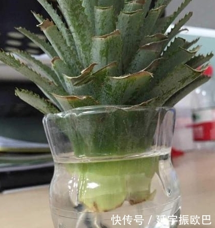 这3种水果盆栽,只需把果核扔花盆,1个月就能长成超美的盆栽