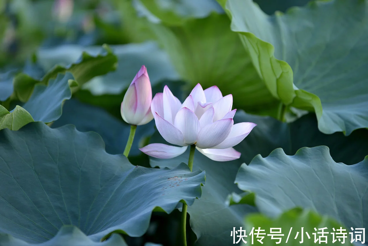 一篇读懂（清水出芙蓉）清水出芙蓉,天然去雕饰写的是什么花