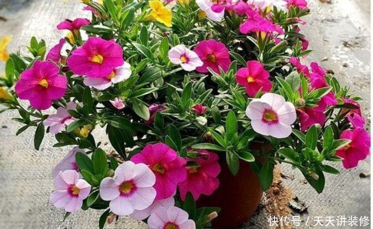 4种漂亮花,好养易活能爆盆,懒人新手都能养好