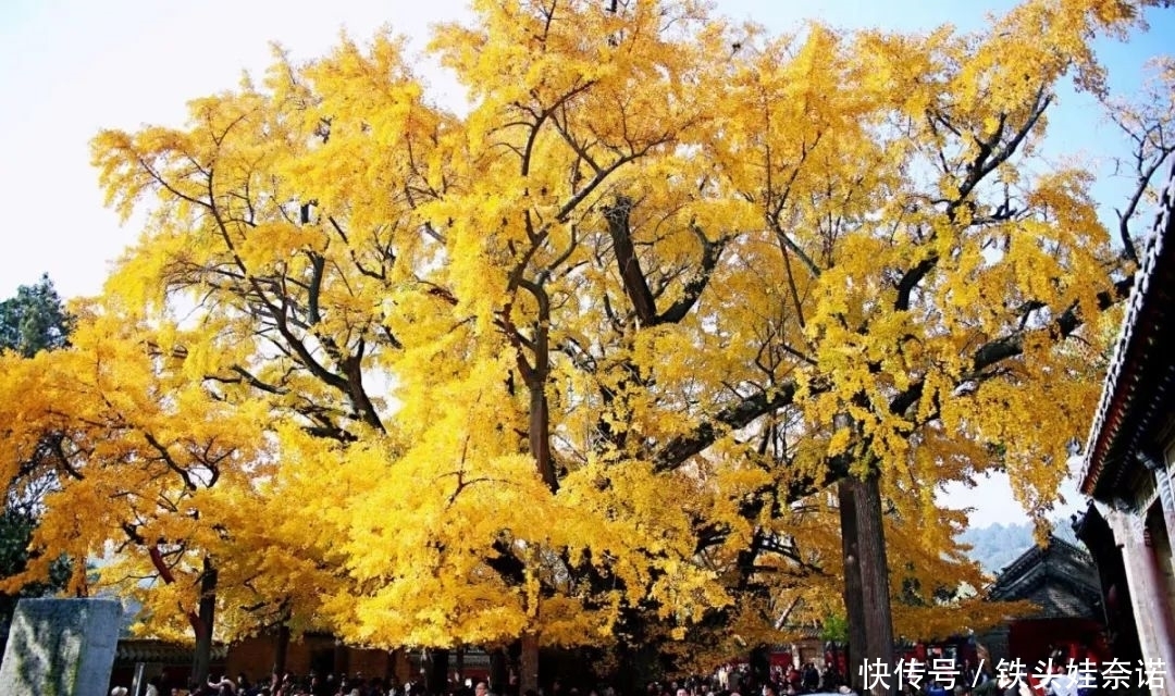 2021养盆镇宅花，当做守护神，好运进来，霉运离开！