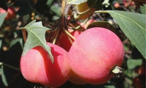 消脂|秋天都想健康,不妨吃的食物,排毒消脂,人体年轻,促进肌肤细腻